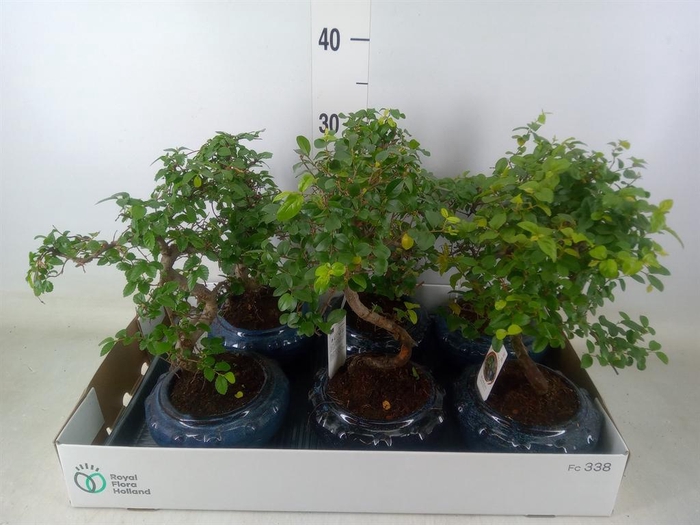 <h4>Bonsai ...mix</h4>