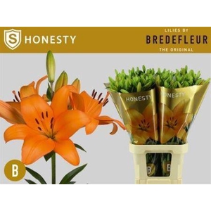 Li La Honesty Supra
