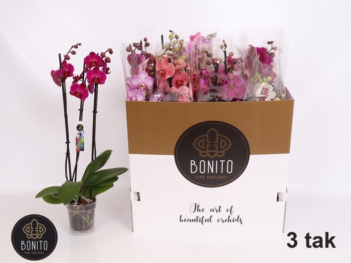 <h4>PHAL GEM 5 KL</h4>