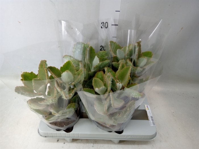 <h4>Kalanchoe NF beharensis</h4>