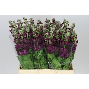 Matthiola Aubergin