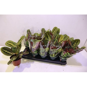 arr8 Maranta Fascinator