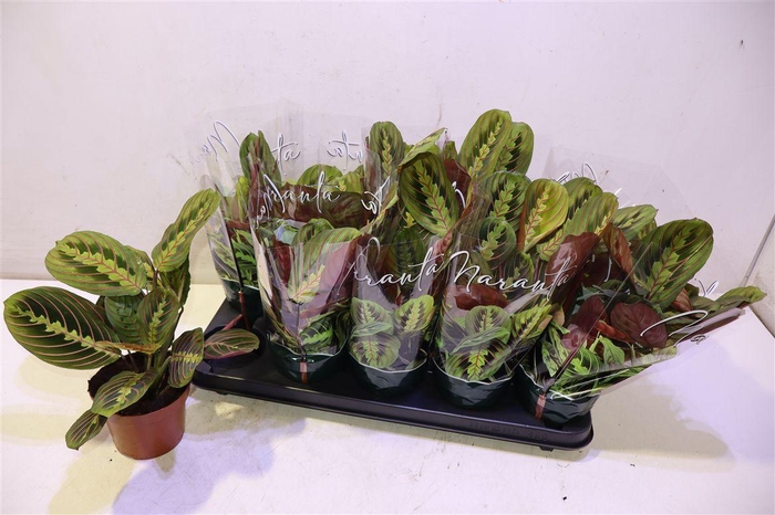 <h4>arr8 Maranta Fascinator</h4>