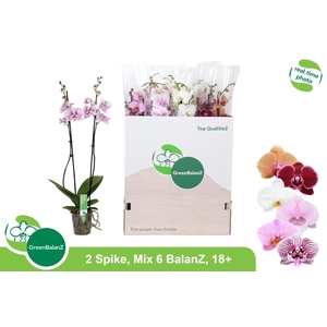 PHAL GEM 6 KL