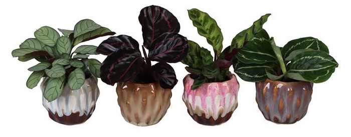 <h4>CALATHEA MIX P6 L 67157</h4>