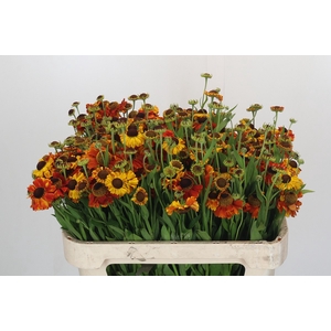Helenium Autumn Flirt