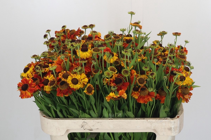 Helenium Autumn Flirt