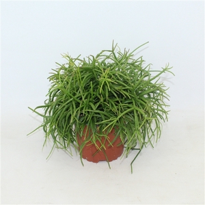 Rhipsalis cassutha Oasis zonder kwekersetiket