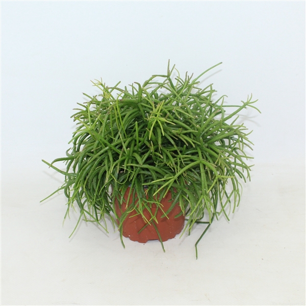 <h4>Rhipsalis cassutha Oasis zonder kwekersetiket</h4>