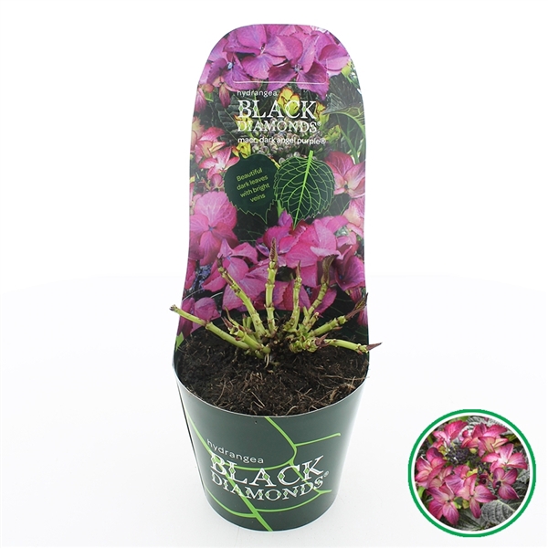 <h4>Hydrangea teller Black Diamonds® 'Dark Angel' Paars C2 (17cm.) Potcover</h4>