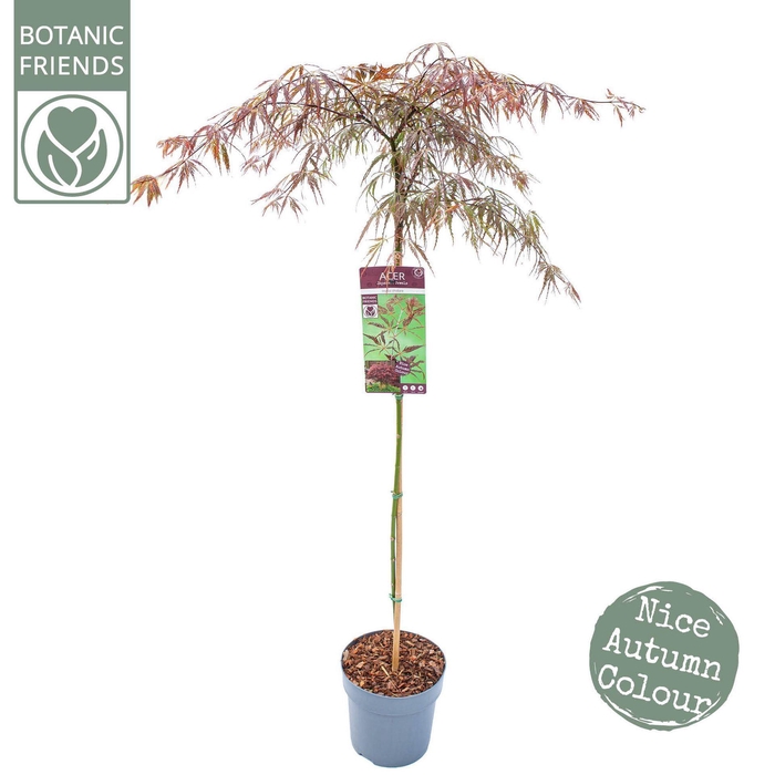 <h4>Acer palmatum Inaba-shidare</h4>