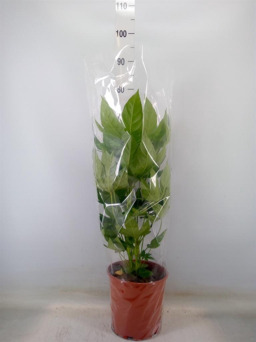 <h4>Fatsia japonica ...</h4>