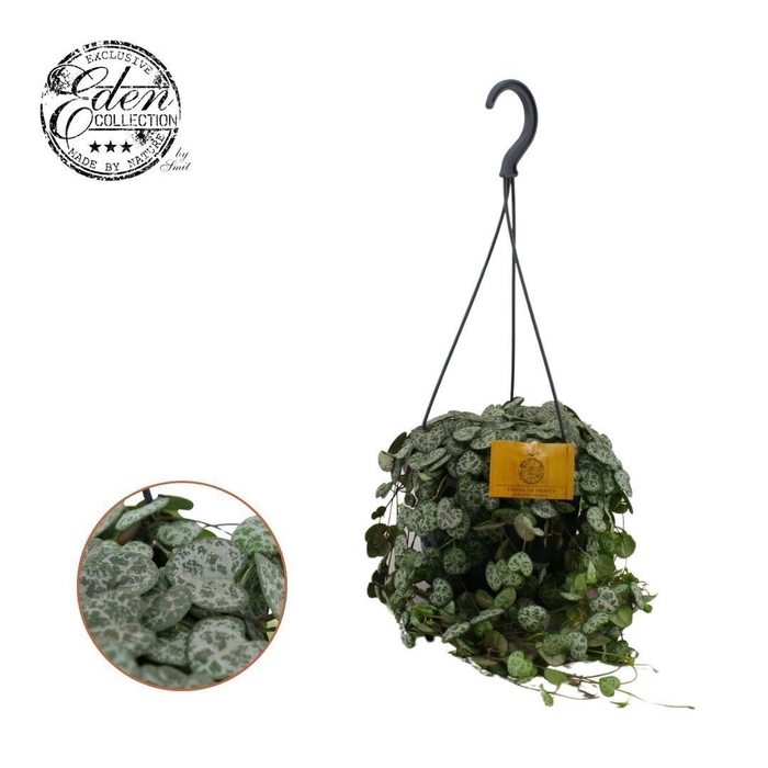 <h4>Ceropegia Woodii Hangpot P15</h4>