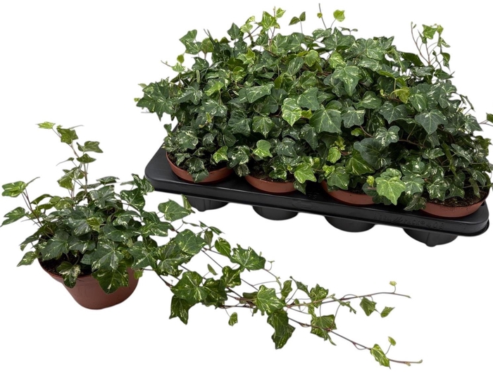 <h4>HED HE KOLIBRI</h4>