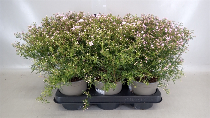 <h4>Boronia anemonifolia Pink Star</h4>