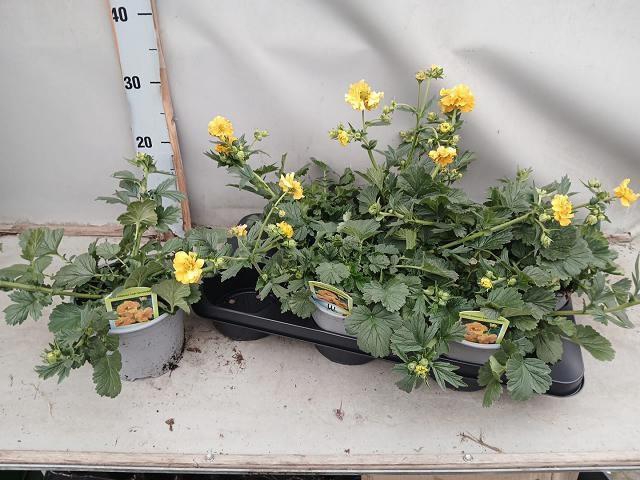 <h4>GEUM LADY STRATHEDEN</h4>