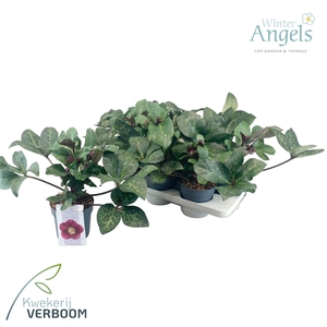 Helleborus Frostkiss Anna's Red p15