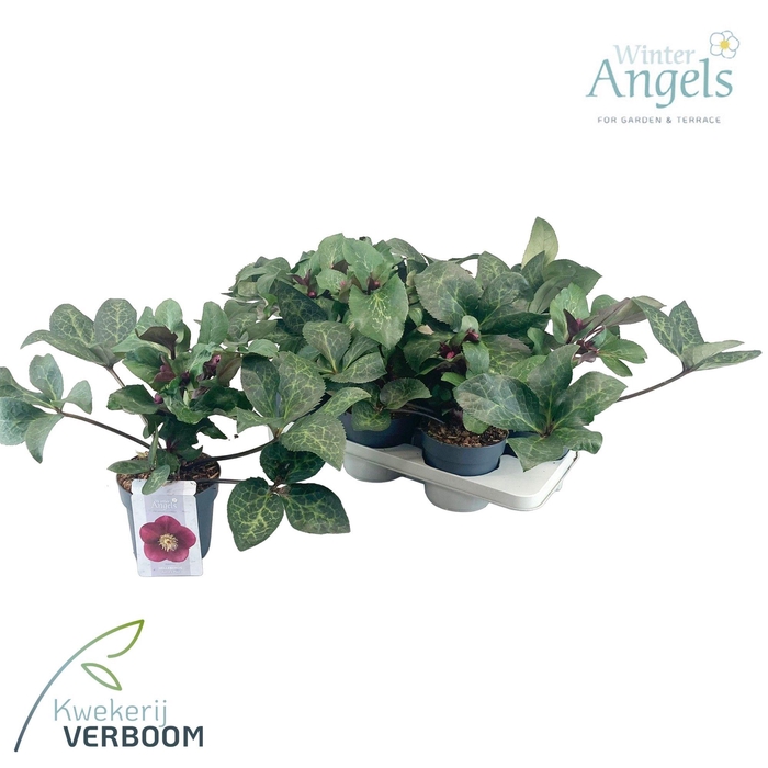 <h4>Helleborus Frostkiss Anna's Red p15</h4>