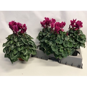 CYCL PURPLE SUPER XL P15