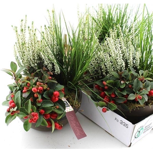 ARR TUINPLANTEN
