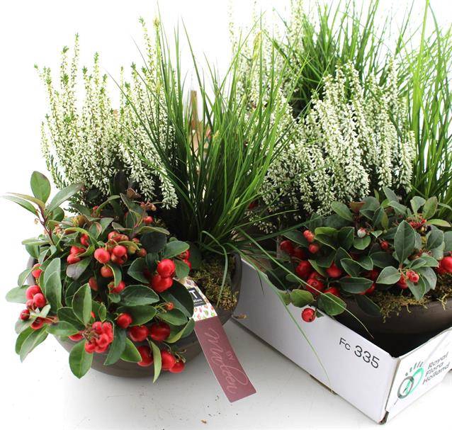 <h4>ARR TUINPLANTEN</h4>