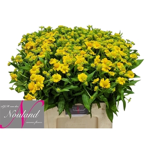 Helenium Kanaria SJM Nouland