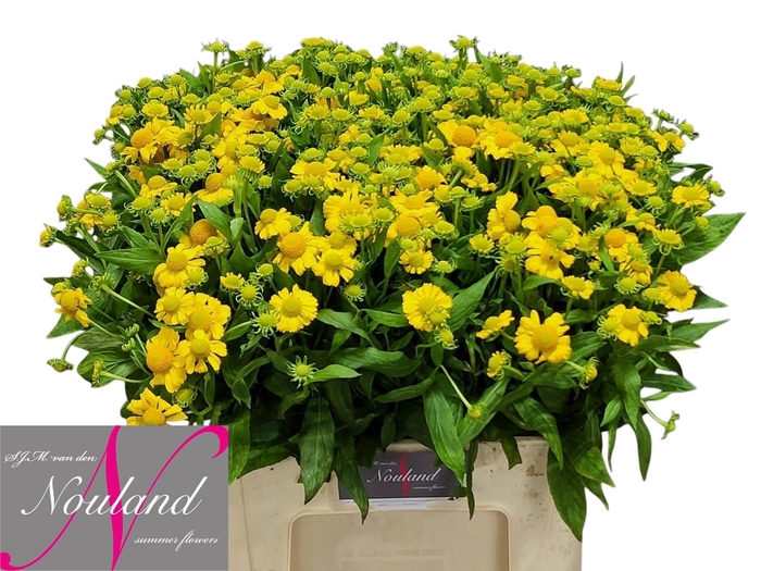 <h4>Helenium Kanaria SJM Nouland</h4>