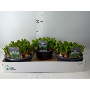 Muscari  'Mountain Lady'