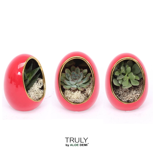 <h4>TRULY Succulent, Egg Red gold</h4>