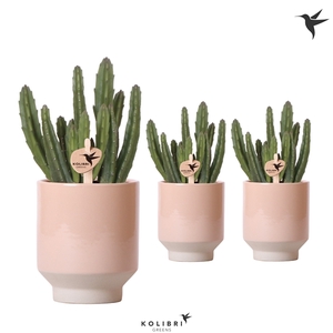 Kolibri Greens Stapelia Leenderziae in Harmony pot sand