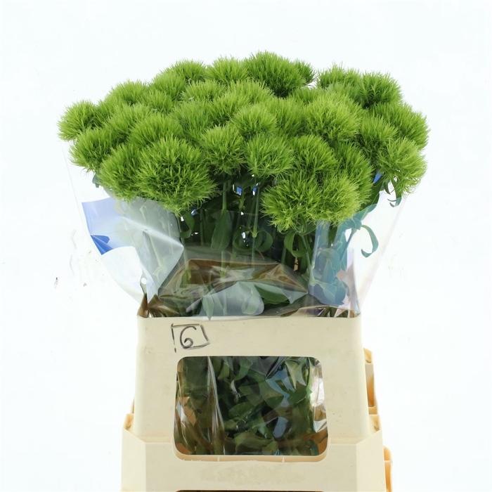 <h4>Di Barb Green Trick</h4>