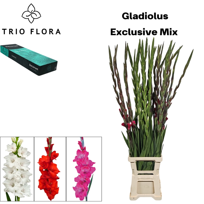 <h4>GLAD GR GEM EXCLUSIVE MIX 3 COLOR Small Box 30</h4>