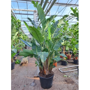 Strelitzia nicolai