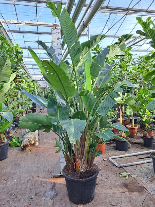 <h4>Strelitzia nicolai</h4>