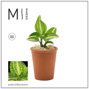 Mimesis Jewel Orchid KARMA Anoectochilus Sapphire - Terracotta