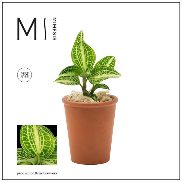 <h4>Mimesis Jewel Orchid KARMA Anoectochilus Sapphire - Terracotta</h4>