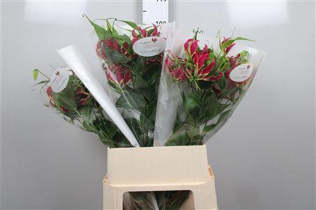 <h4>Gloriosa Rothschild Long</h4>