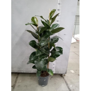 Ficus elastica 'Robusta'