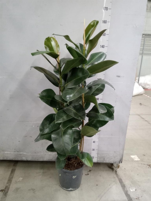 <h4>Ficus elastica 'Robusta'</h4>