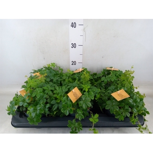 Parthenocissus  'Sugar Vine'