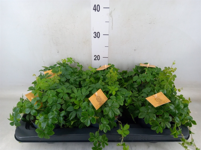 <h4>Parthenocissus  'Sugar Vine'</h4>