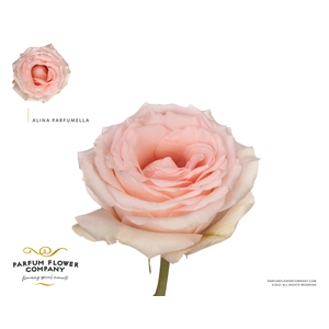 Rosa Meilland Alina Perfumella