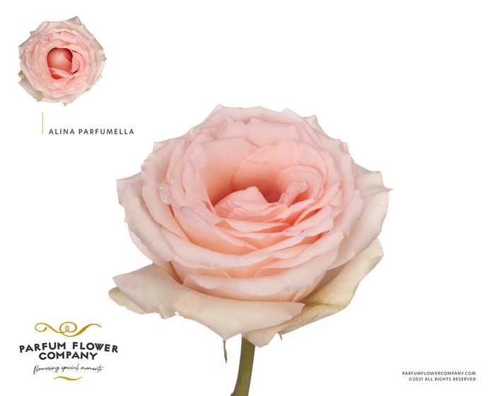 <h4>Rosa Meilland Alina Perfumella</h4>