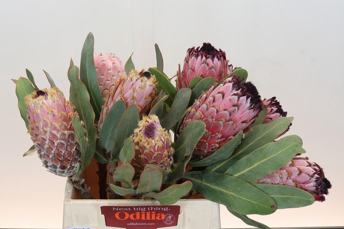 <h4>PROTEA MAGNIFICA</h4>
