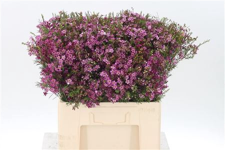 <h4>Chamelaucium Purple Pride</h4>