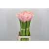 Zantedeschia Eydolls Pink