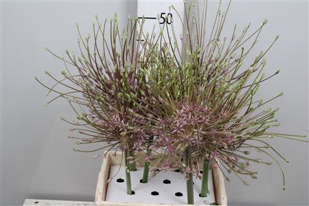<h4>Allium Schubertii</h4>