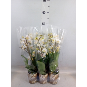 Phalaenopsis multi.   ...white