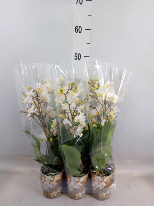 <h4>Phalaenopsis multi.   ...white</h4>