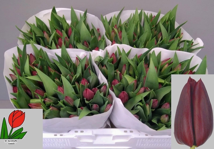 <h4>TU EN PALLADA</h4>